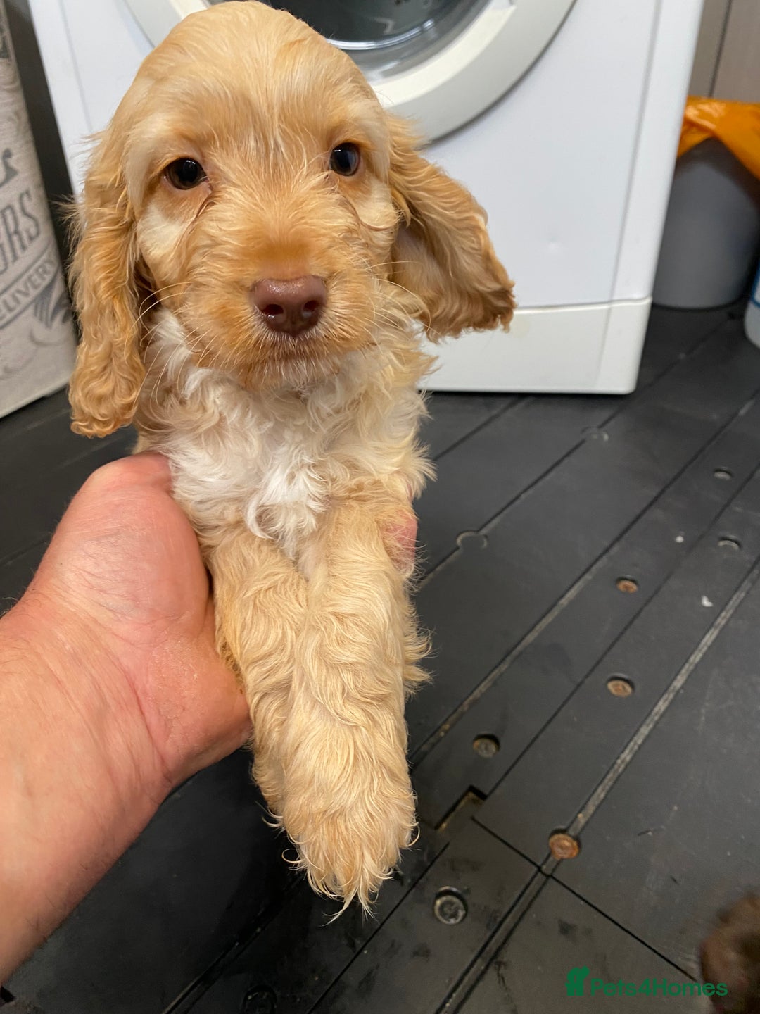 Cockapoo dogs for sale: AMAZING STUNNING F1 SHOW TYPE COCKAPOO  - Image 20