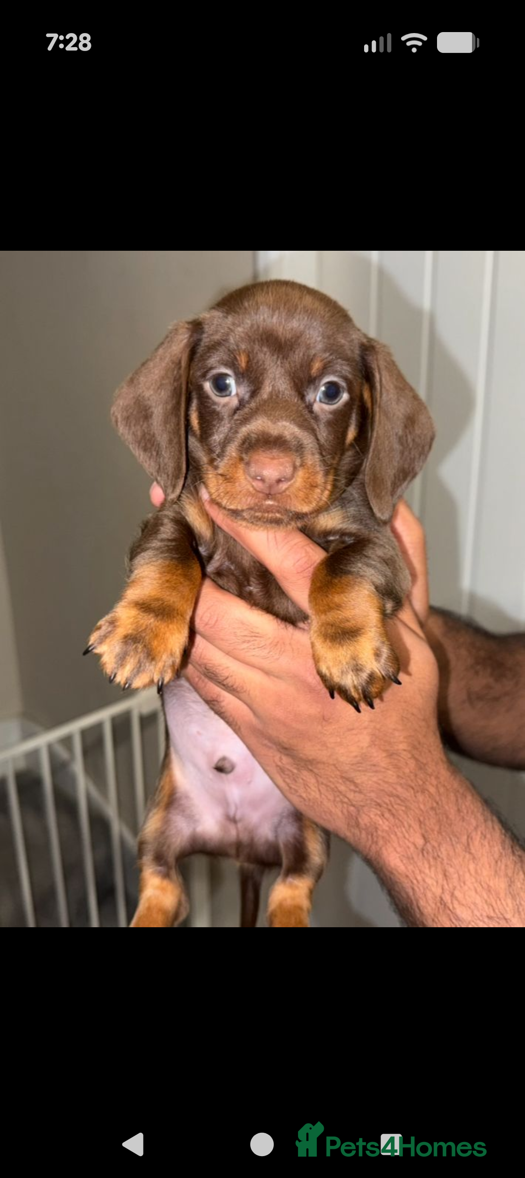 Dachshund dogs for sale: 9 weeks old minature dashund puppy - Advert 1