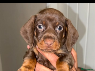 Dachshund dogs 9 weeks old minature dashund puppy - Advert 2