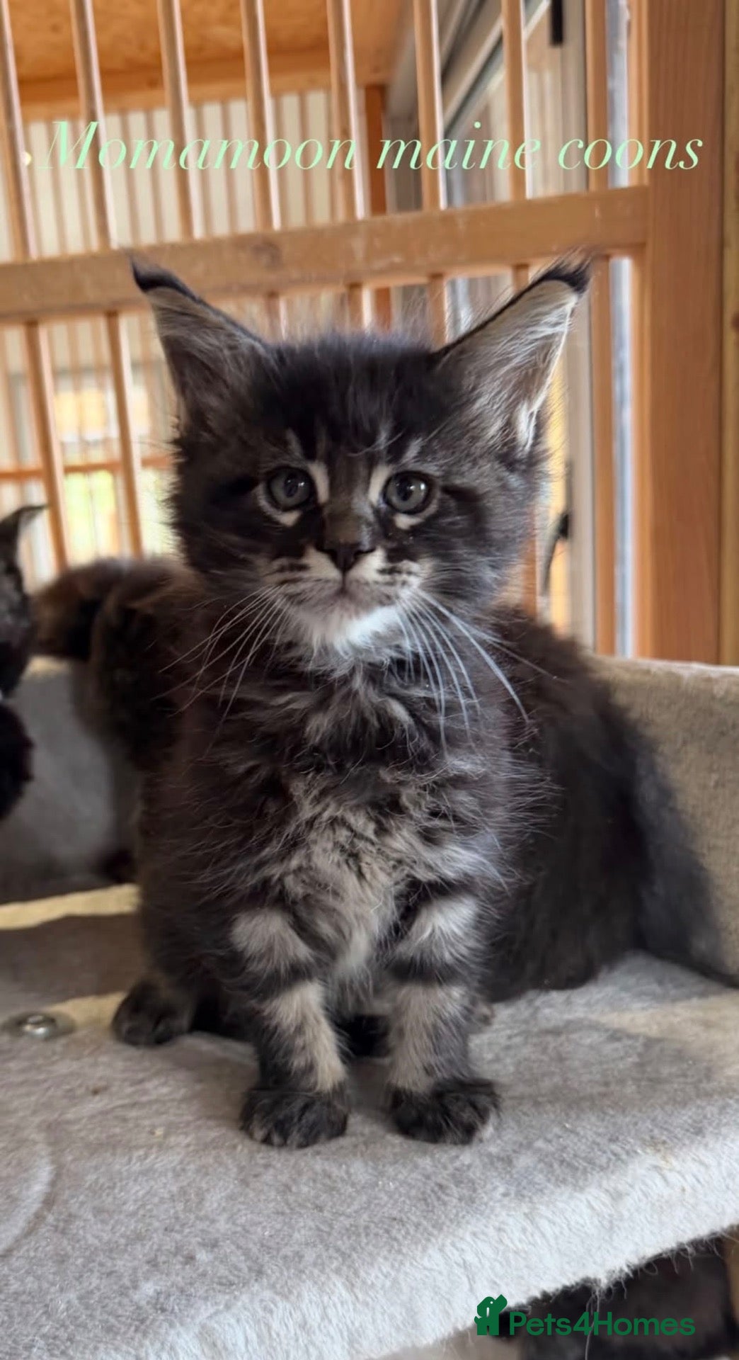 Maine Coon cats for sale: Beautiful Chunky Maine coon GCCF reg boys  - Advert 1