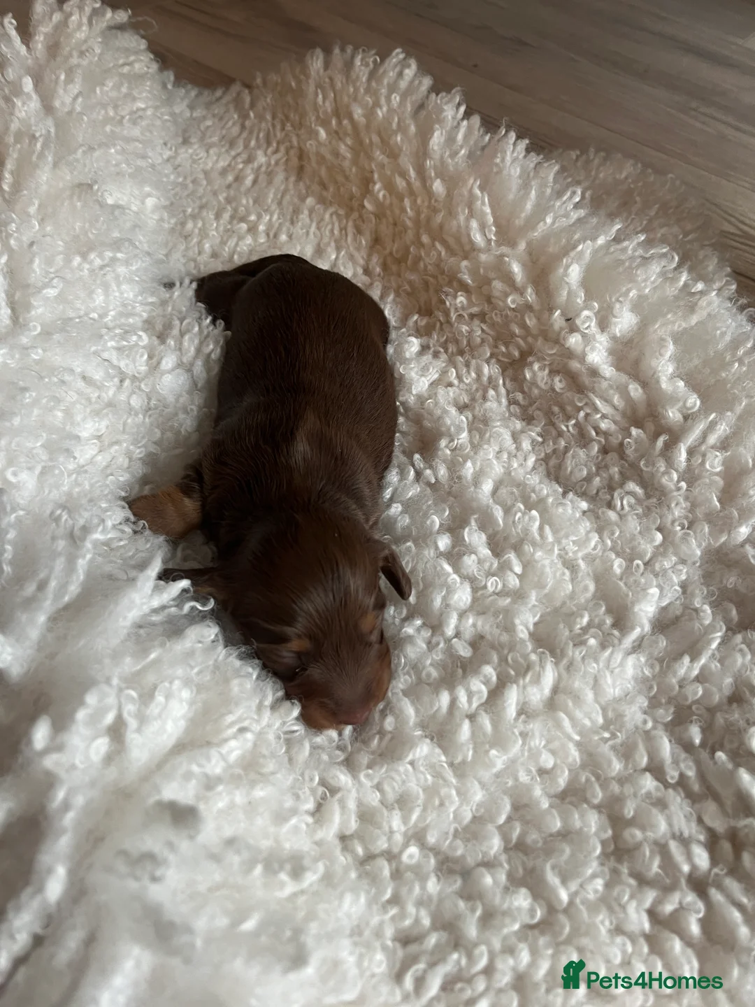 Miniature Dachshund dogs for sale: Miniature dachshunds for sale  - Advert 20