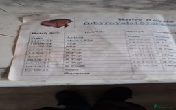 Gouramis fish for sale: 3 ball pythons  in Sutton-in-Ashfield - Image 8