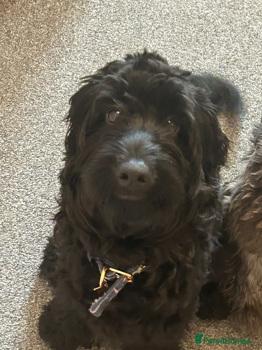 Cockapoo dogs for sale: 1 F2 male cockerpoo left - Advert 2