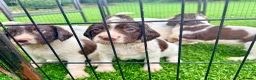 English Springer Spaniel dogs for sale: Pedigree springer spaniel Puppies - Advert 11