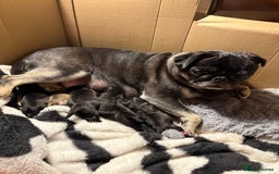 Pug dogs for sale: 3 Pure Breed Pug Puppies looking for forever homes - Image 11