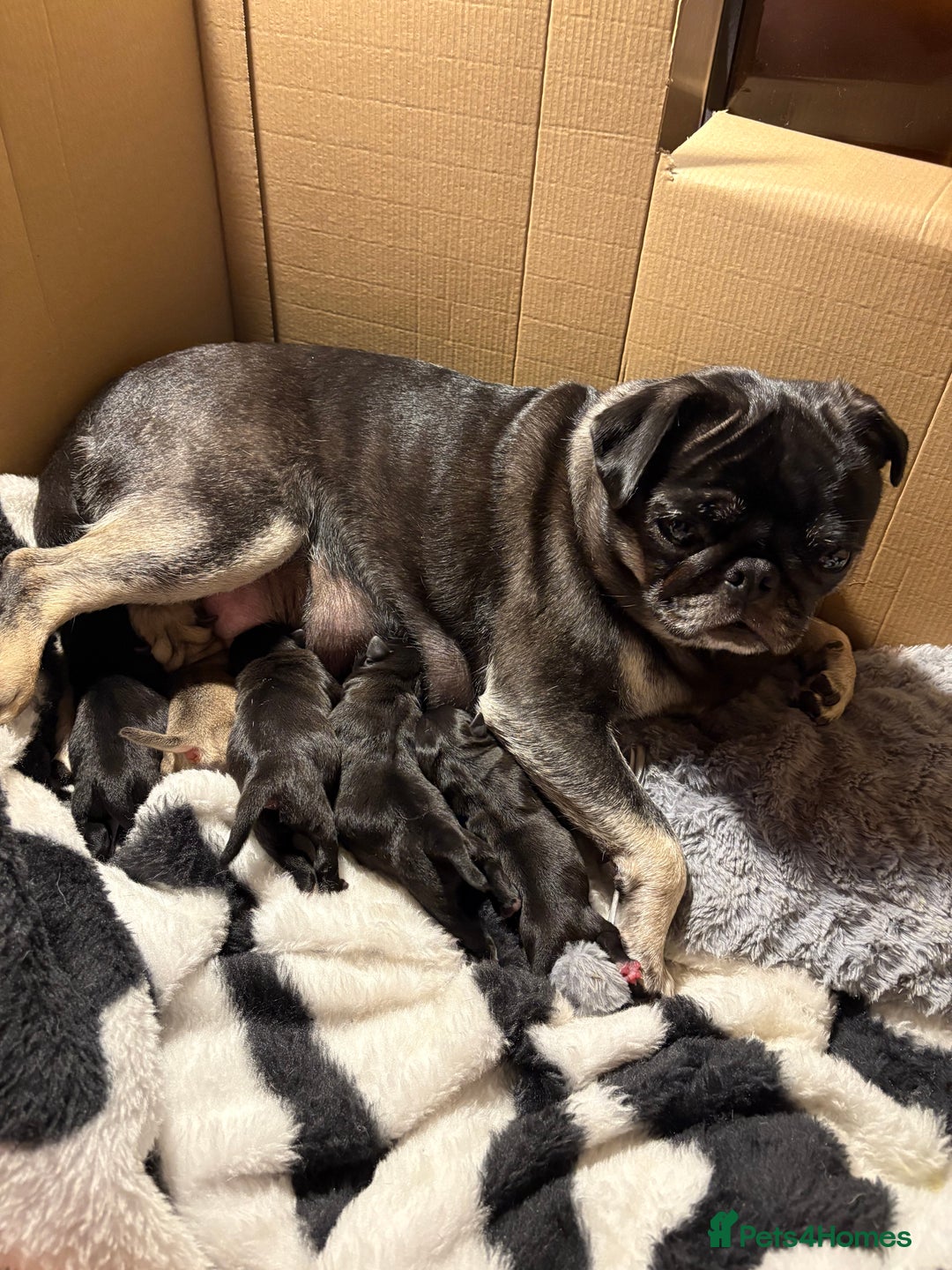 Pug dogs for sale: 3 Pure Breed Pug Puppies looking for forever homes - Image 11