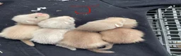 Ferret rodents for sale: Sandy x black self ferrets - Advert 4