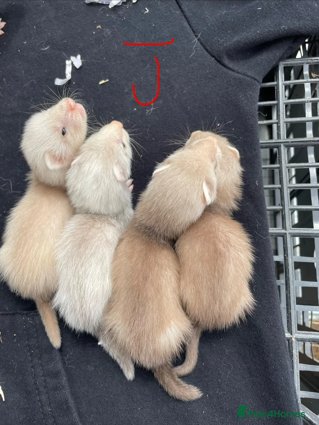 Ferret rodents for sale: Sandy x black self ferrets - Advert 4