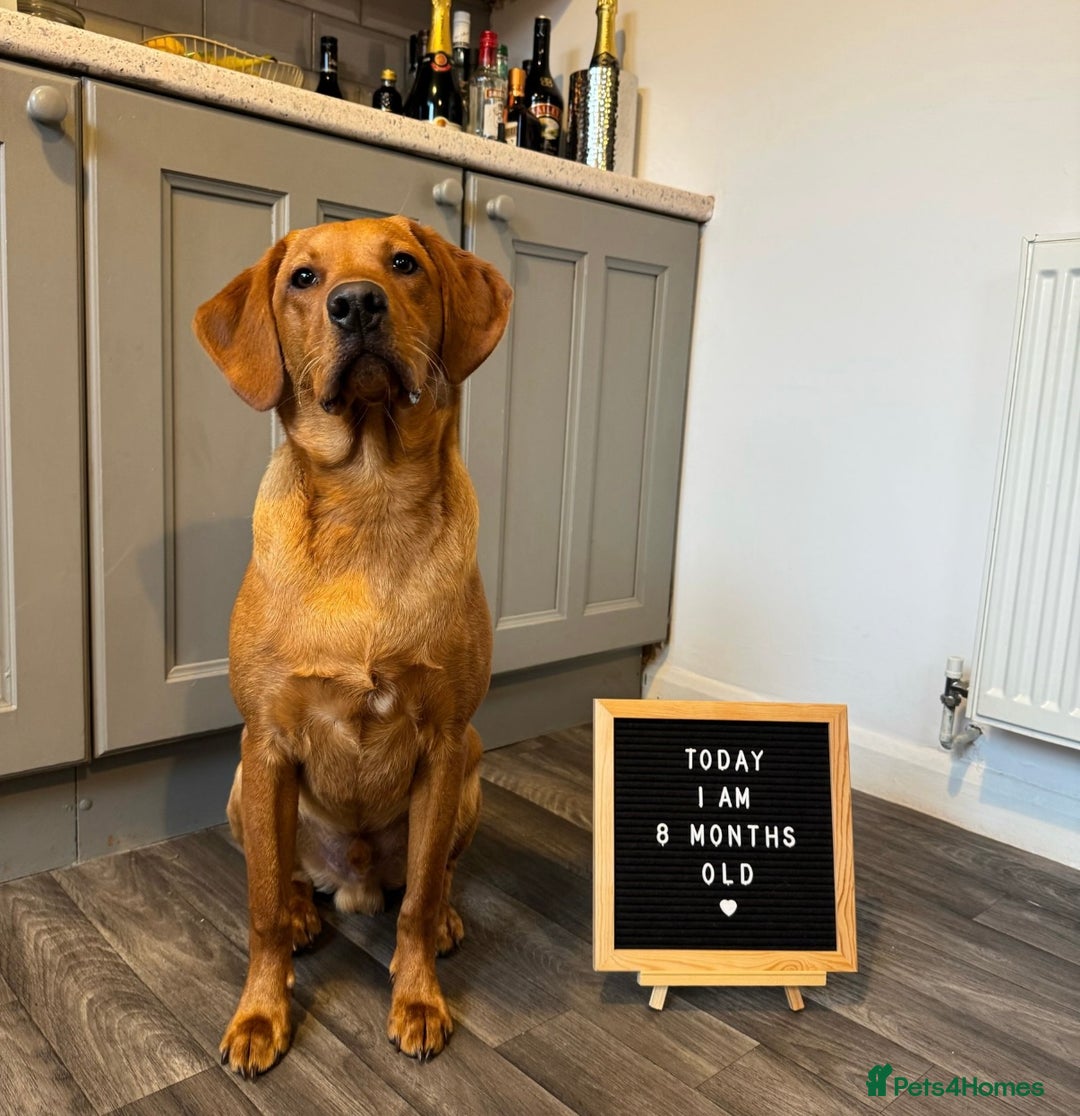 Labrador Retriever dogs for sale: FOX RED LABRADORS OUTSTANDING HEALTH 280 PLUS DNA - Image 21