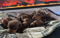 Miniature Dachshund dogs for sale: Miniature dachshund puppies - Image 5