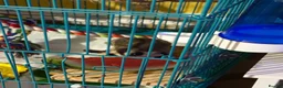Sugar Glider rodents for sale: Sugar gliders  - Advert 7