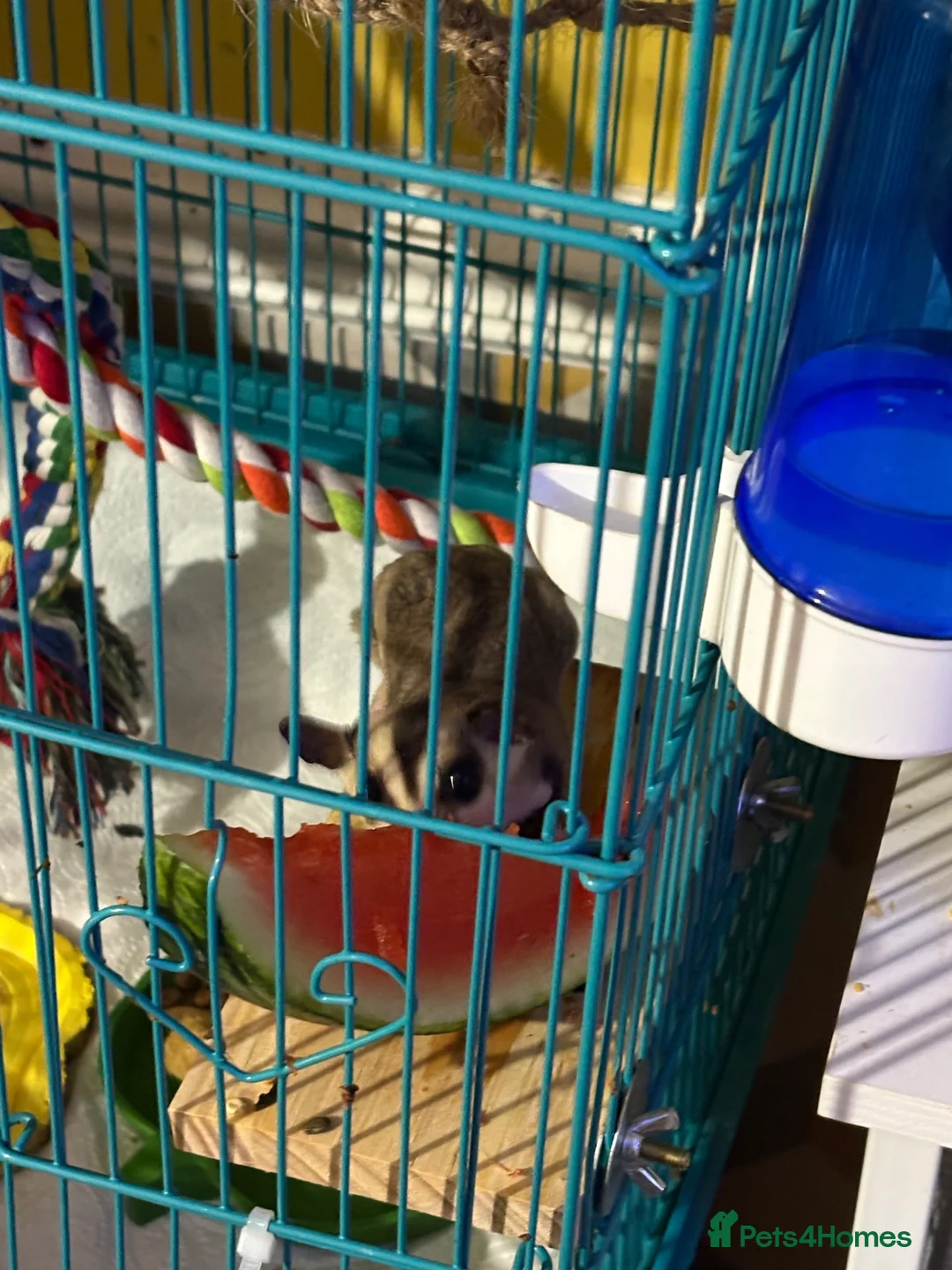 Sugar Glider rodents for sale: Sugar gliders  - Advert 7
