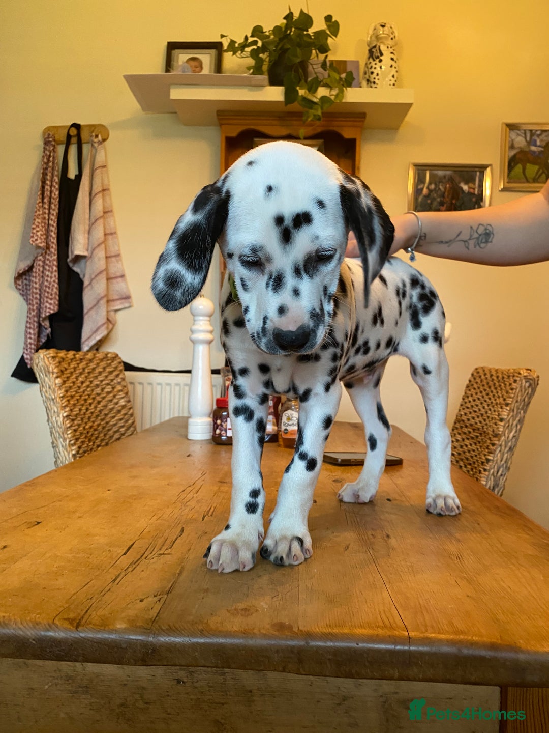 Dalmatian dogs for sale: Absolutely stunning liver puppy  - Image 13