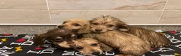 Doxiepoo dogs for sale: Doxiepoos ready for their new forever homes!!! - Advert 3