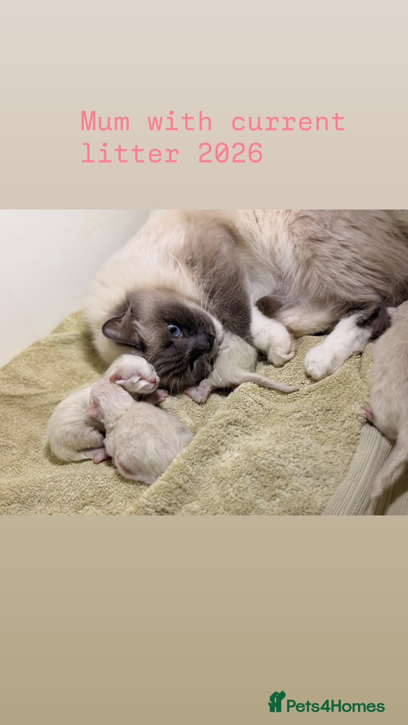 Ragdoll cats Beautiful ragdoll kittens  - Advert 2