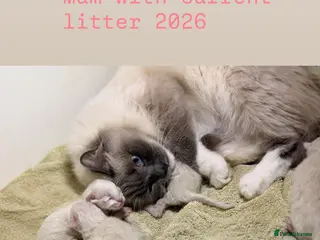 Ragdoll cats Beautiful ragdoll kittens - Advert 2