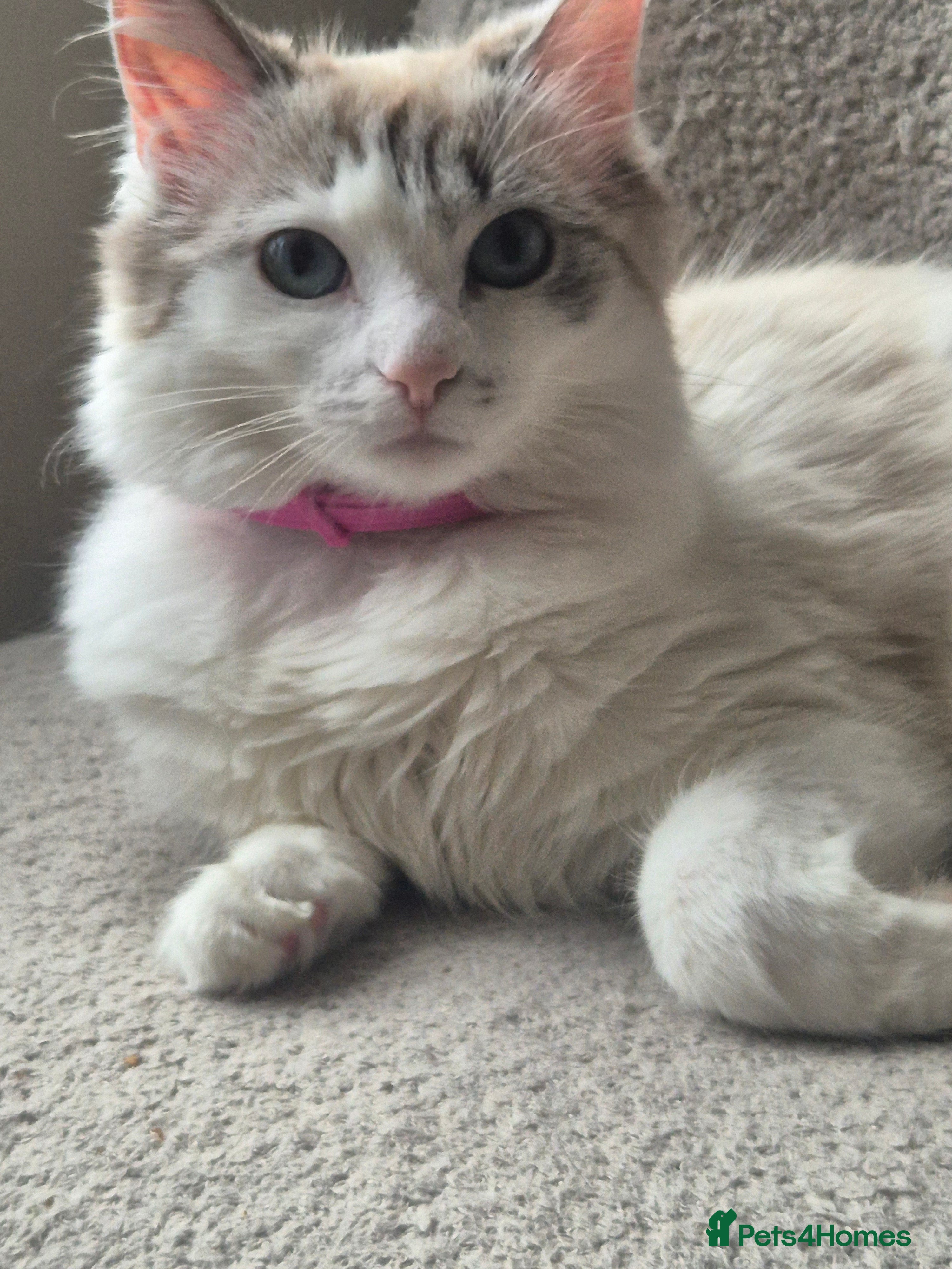 Ragdoll cats Beautiful female Ragdoll for sale  - Advert 17