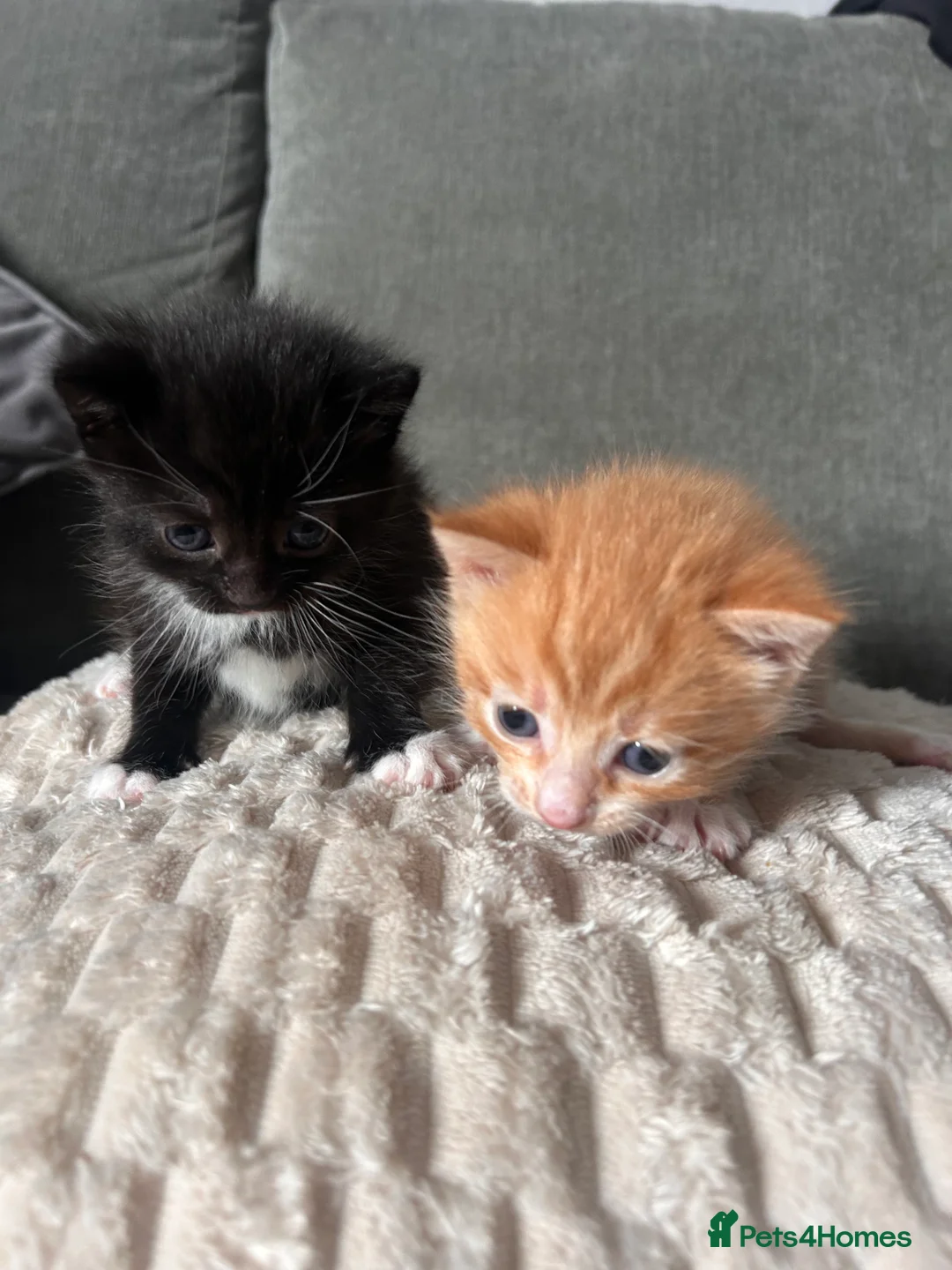 Mixed Breed cats for sale: 2 kittens for sale  - Advert 12