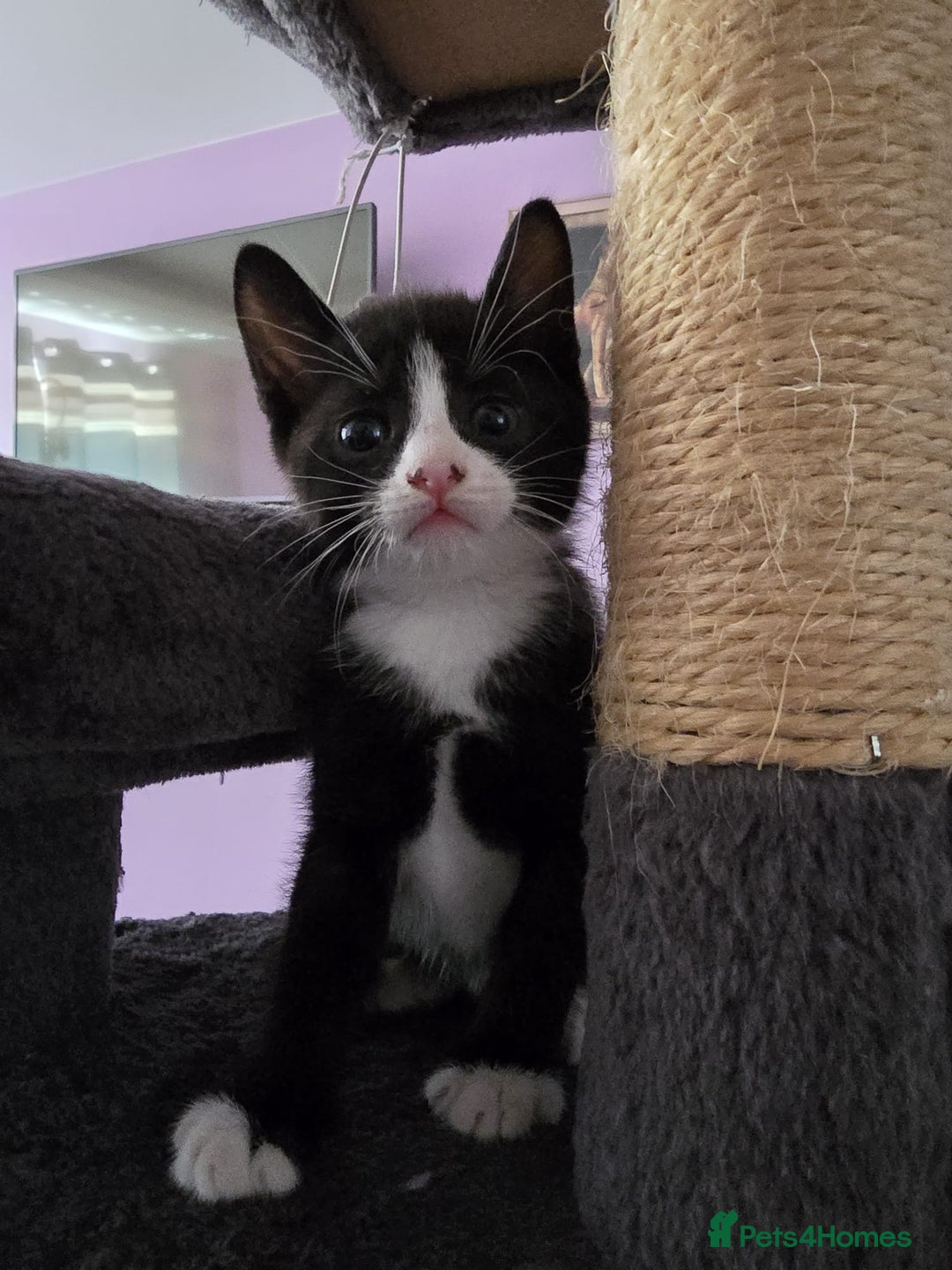 Domestic Shorthair cats for sale: 🐾Playful Kittens -Tabby or black/white🐾 - Image 23
