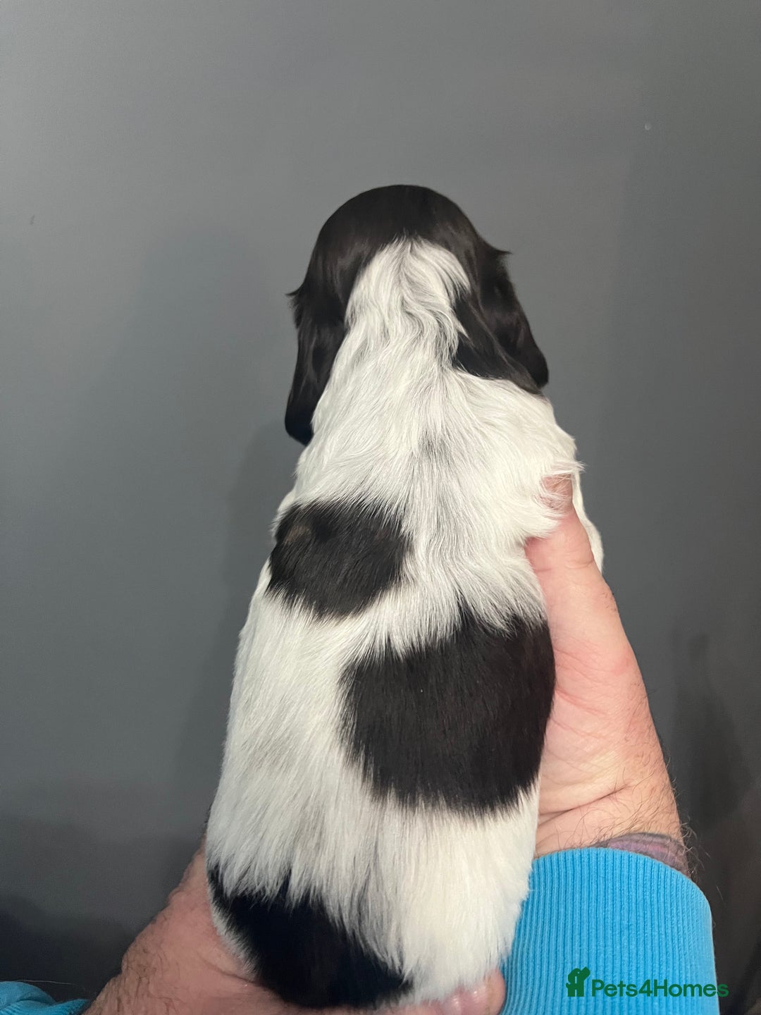 Sprocker dogs for sale: CHUNKY 5* SPROCKER PUPS - Advert 10