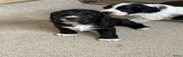Cocker Spaniel dogs for sale: Working Cocker spaniels beautiful markings   - Advert 15