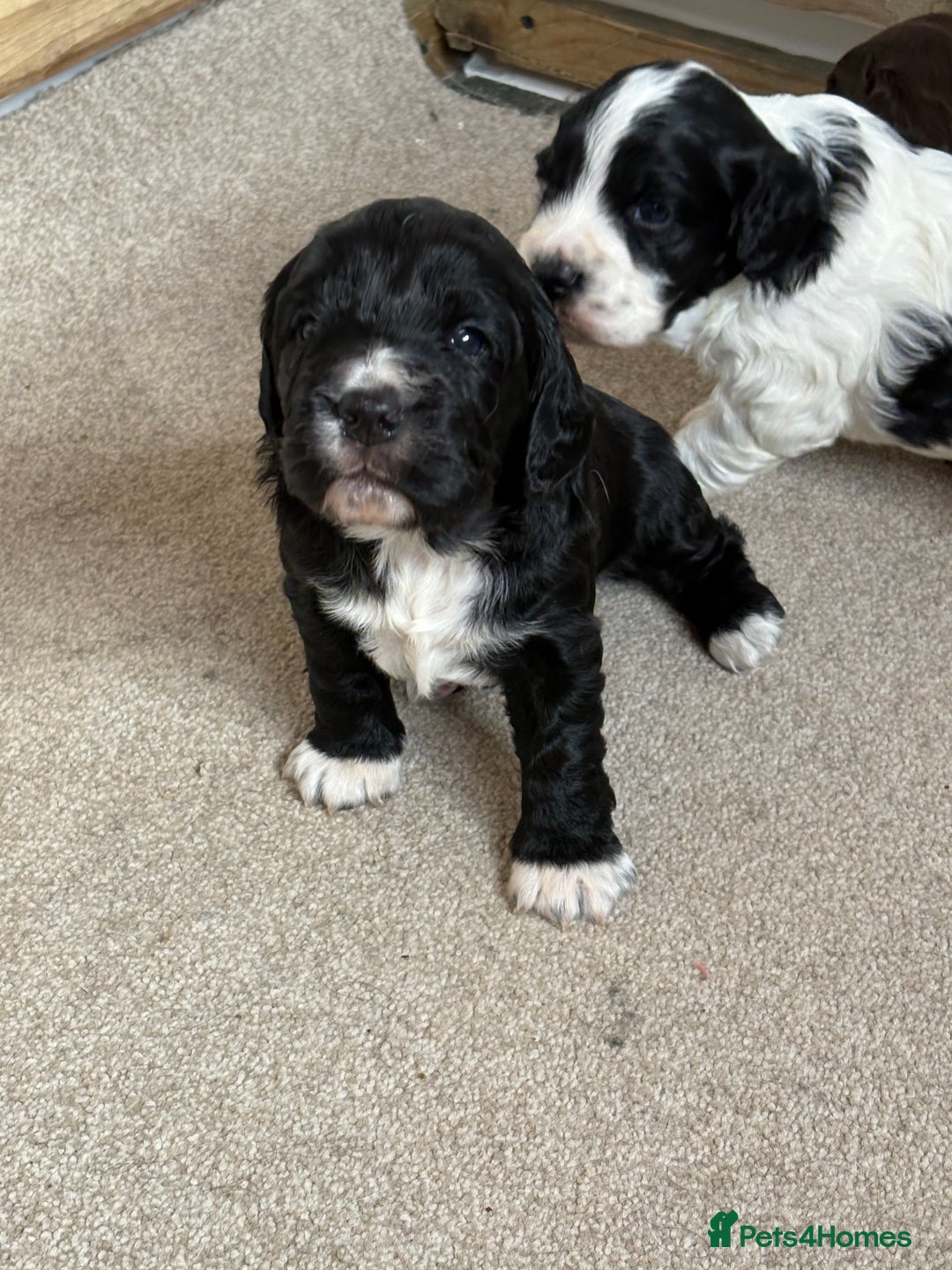 Cocker Spaniel dogs for sale: Working Cocker spaniels beautiful markings   - Advert 15