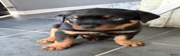 Rottweiler dogs for sale: Rottweiler puppies. 1 LEFT. READY TO GO. - Advert 30