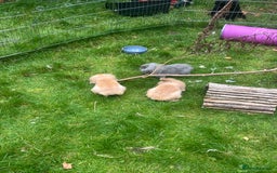 Mini Lion Lop rabbits for sale: Beautiful baby mini lion lops READY NOW - Advert 20