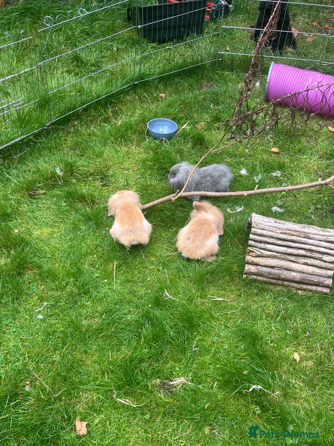 Mini Lion Lop rabbits for sale: Beautiful baby mini lion lops READY NOW - Advert 20