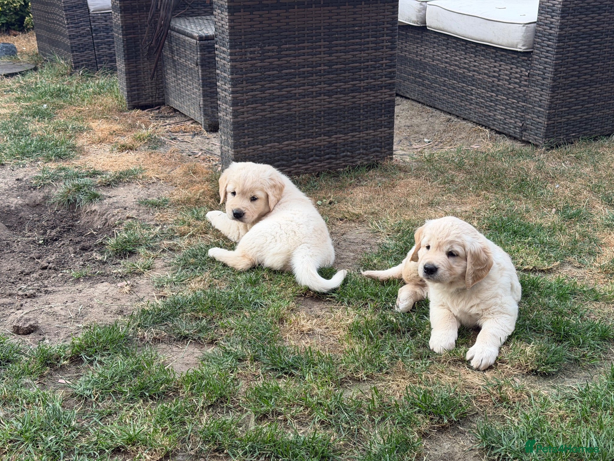 Golden Retriever dogs Golden retriever puppies - Advert 1