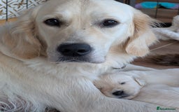 Golden Retriever dogs for sale: KC Registered Golden Retriever Puppies 🐾 - Image 16