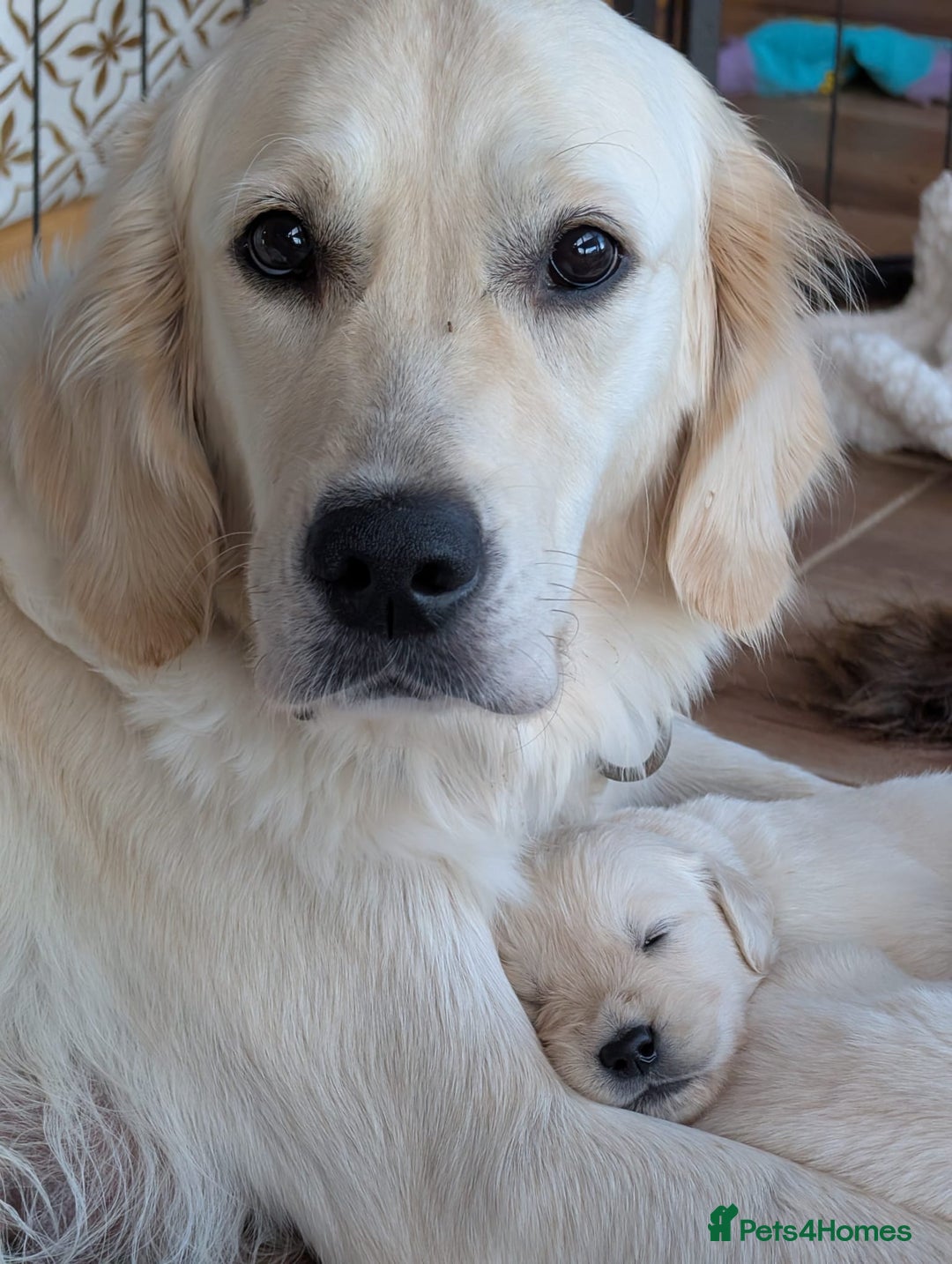 Golden Retriever dogs for sale: KC Registered Golden Retriever Puppies 🐾 - Image 16