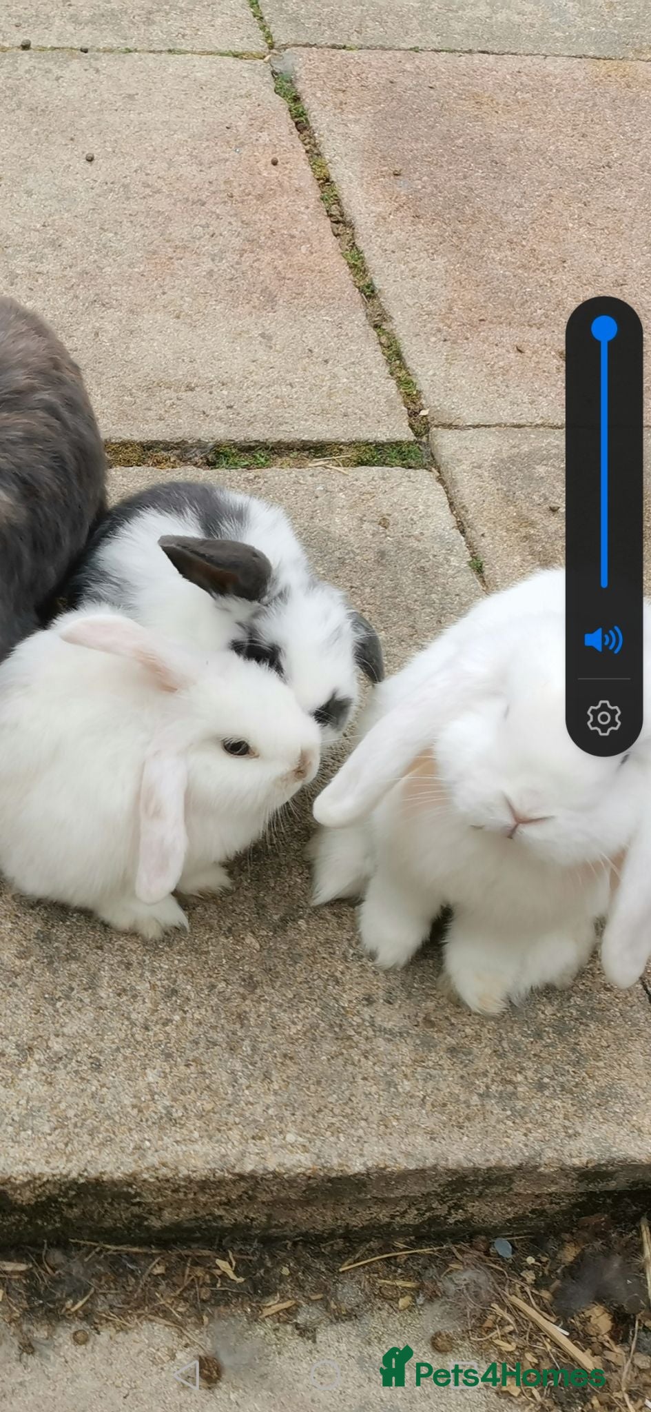 Mini Lop rabbits Beautiful baby mini lops  - Advert 1