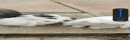 Mini Lop rabbits for sale: Beautiful baby mini lops  - Advert 1