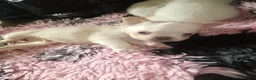 French Bulldog dogs for sale: Visual Fluffy French Bullldog - Advert 9