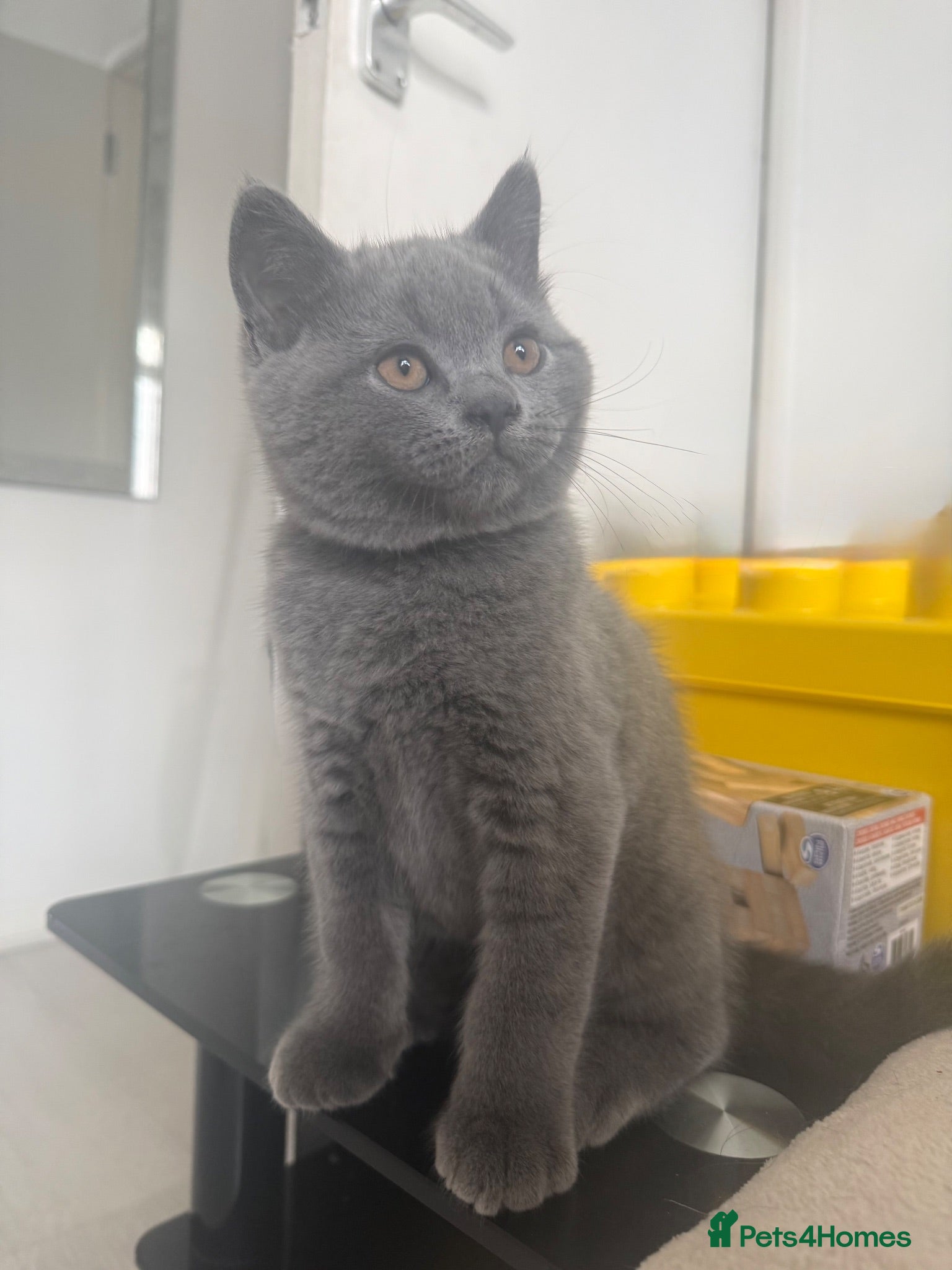 British Shorthair cats 🩵Outstanding🩵GCCF PEDIGREE🩵British shorthair  - Advert 9