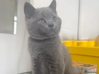 British Shorthair cats 🩵Outstanding🩵GCCF PEDIGREE🩵British shorthair - Advert 9