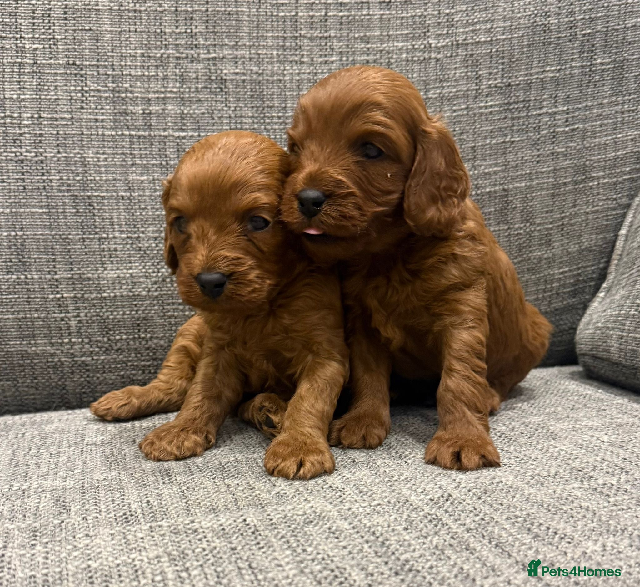 Cavapoo dogs Health clear F1 Cavapoo boys - Advert 2