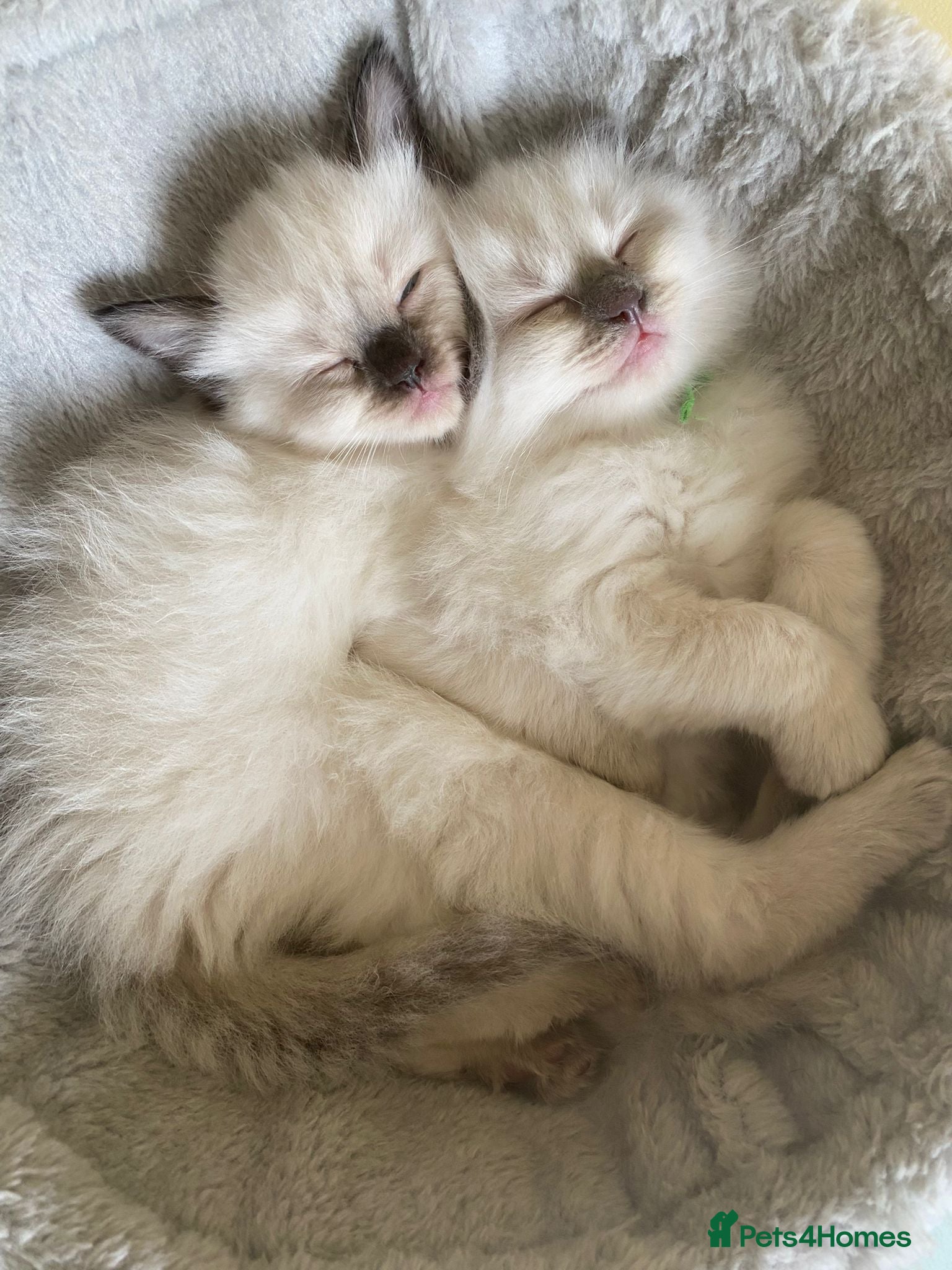 Ragdoll cats DNA Clear Blue Eyed Seal & Blue Point Ragdolls - Advert 17