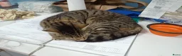 Domestic Shorthair cats for adoption: Trixie gorgeous tabby girl for adoption 18 MO❤️ - Advert 3
