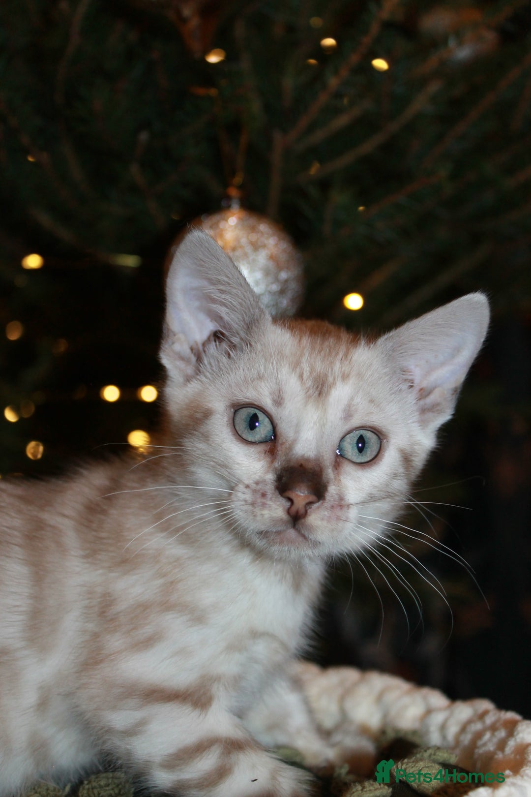 Bengal cats for sale: Last snow boy READY NOW  - Advert 18