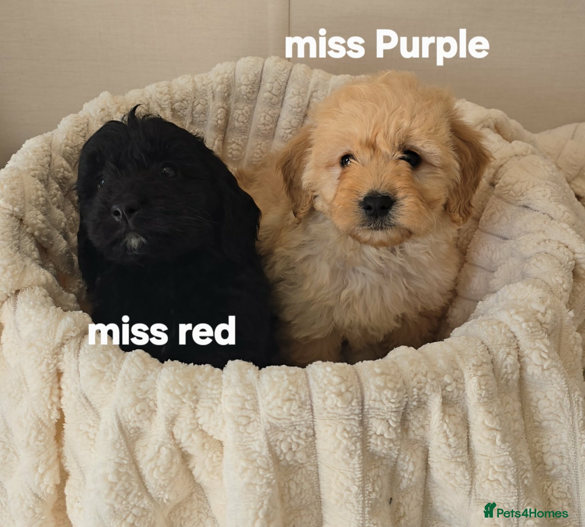 Mini Goldendoodle dogs 4 outstanding miniature goldendoodle  - Advert 2