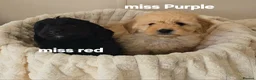Mini Goldendoodle dogs for sale: 4 outstanding miniature goldendoodle  - Advert 6