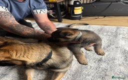 German Shepherd dogs for sale: 3 German shepherd puppies - Image 20