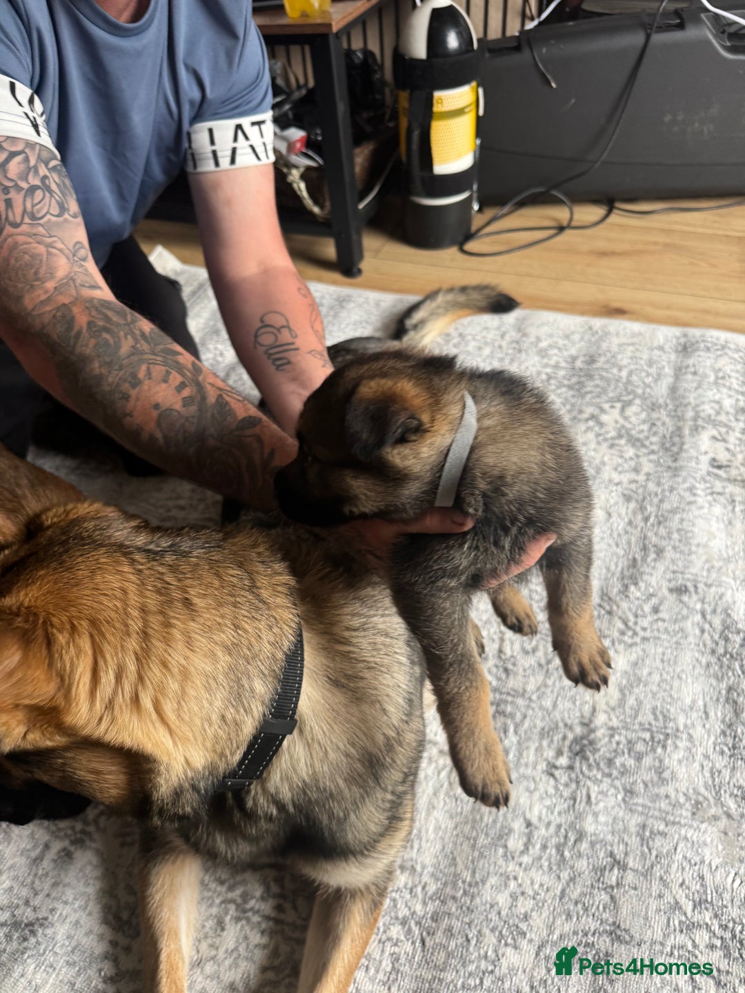 German Shepherd dogs for sale: 3 German shepherd puppies - Image 20