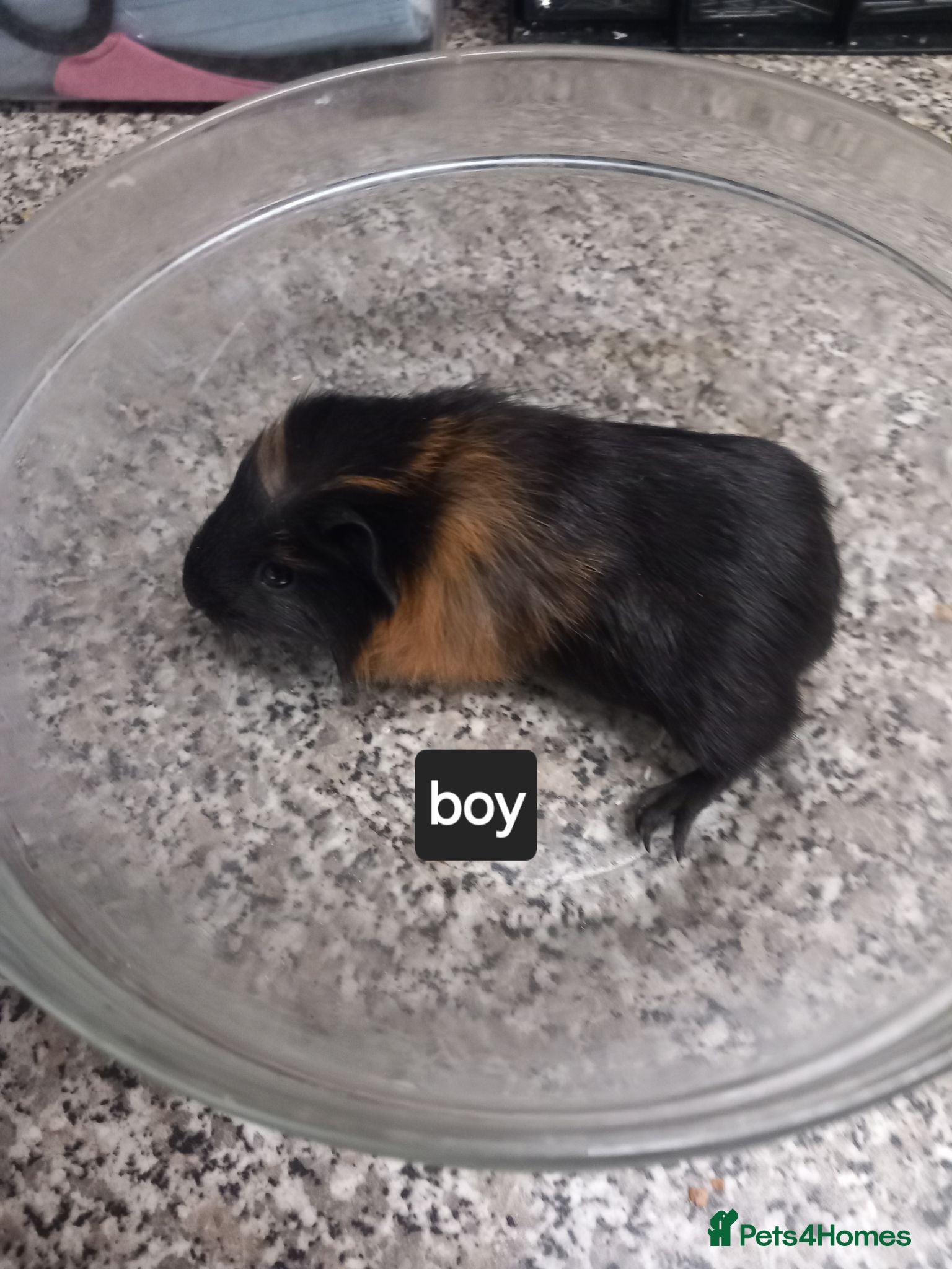 Guinea Pig rodents Last Baby guineapig boy ready now - Advert 15