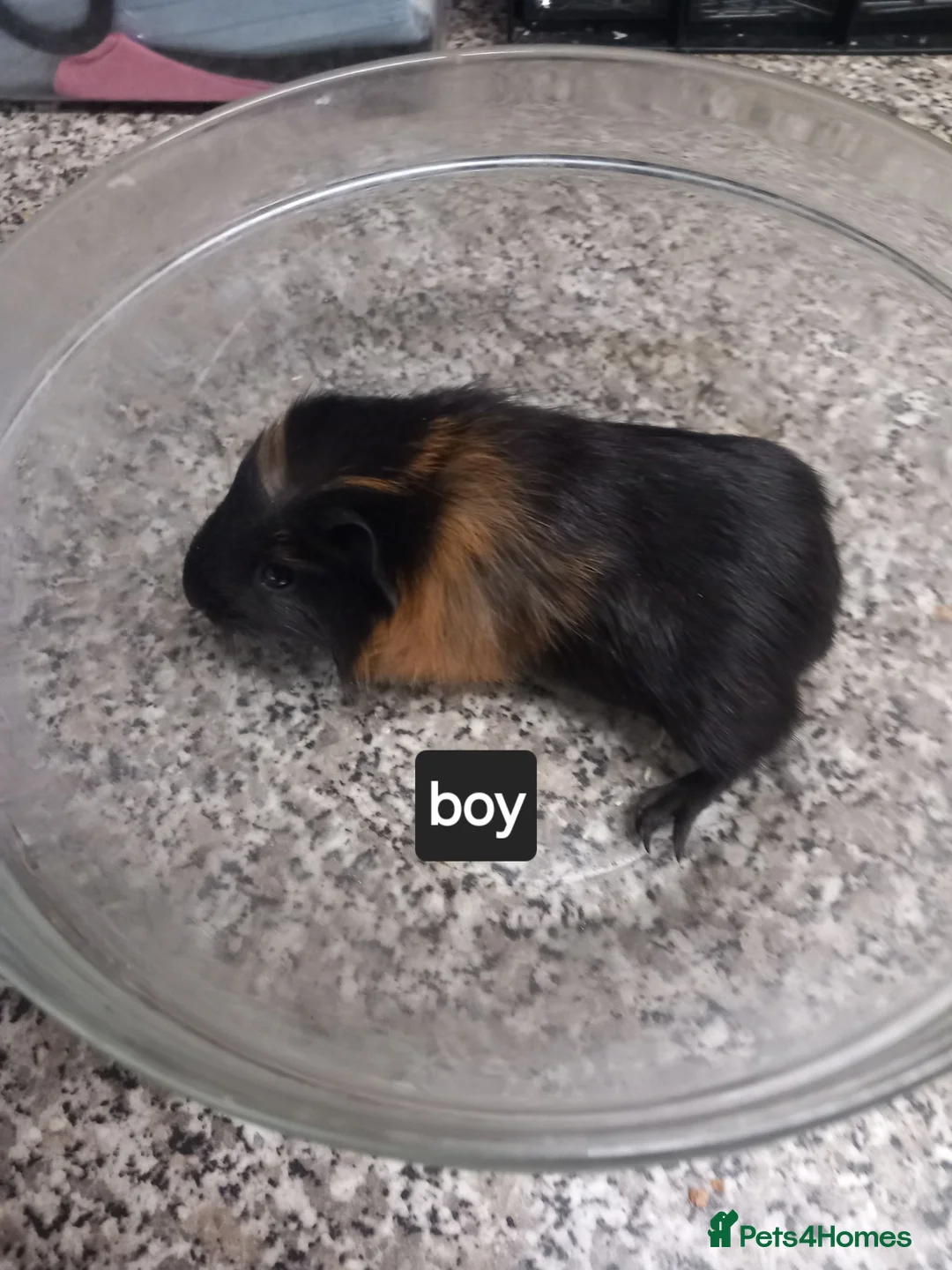 Guinea Pig rodents for sale: Baby guineapigs ready now - Advert 3