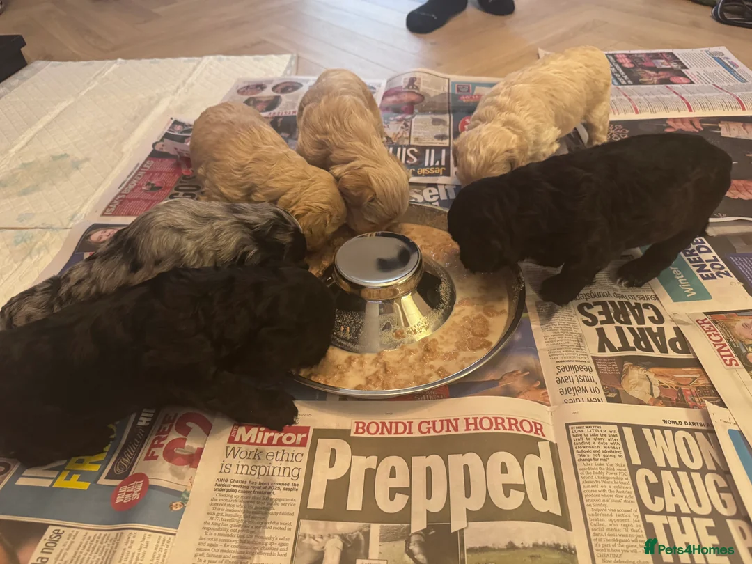 Cockapoo dogs for sale: Beautiful little of 6 cockapoo puppies - Advert 3