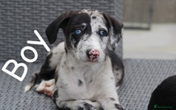 Lurcher dogs for sale: ⭐️beautiful lurcher puppy’s  - Image 2