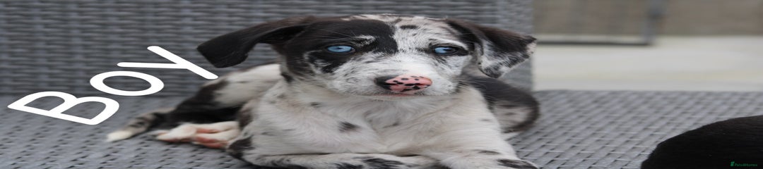 Lurcher Puppy 1
